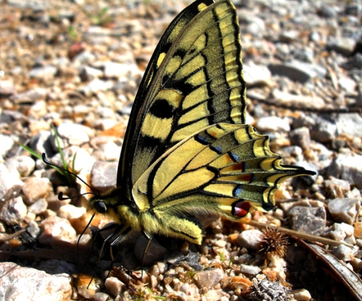 mariposa en Colomera